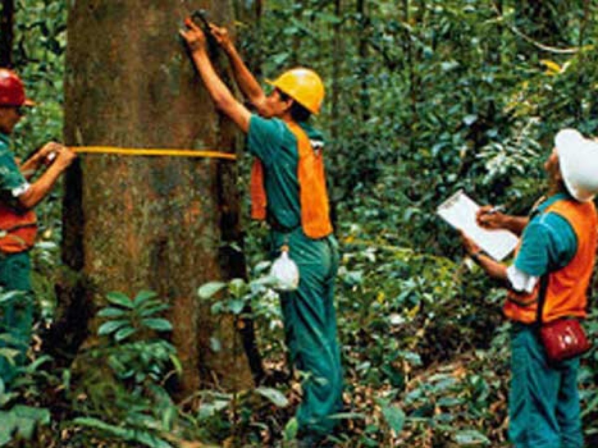 Manajemen Pengelolaan Hutan Lestari Atau Management Of Sustainable Forest Management Dr Arif Zulkifli Nasution